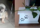 Tutora leva cão para banho em pet shop e recebe as cinzas do animal em Campo Grande