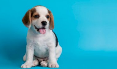 Governo federal proíbe uso de animais em testes para cosméticos