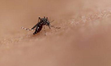 Dengue: Anvisa aprova nova vacina, que protege também quem nunca teve a doença