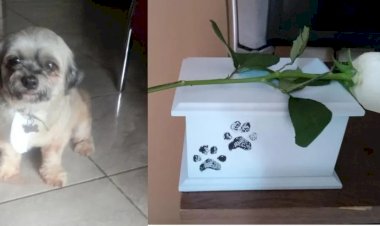 Tutora leva cão para banho em pet shop e recebe as cinzas do animal em Campo Grande