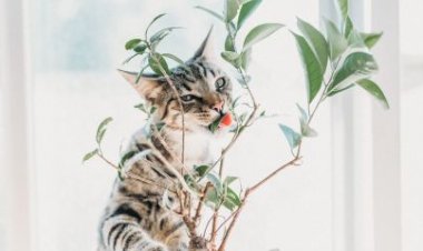 O que pode causar mal para meu pet? Veja lista de plantas e alimentos tóxicos