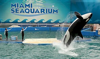 Aquário de Miami libertará orca após mantê-la mais de 50 anos em cativeiro