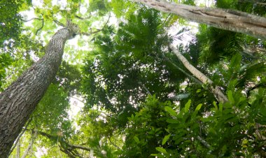 Plantas emitem sons em situações de estresse