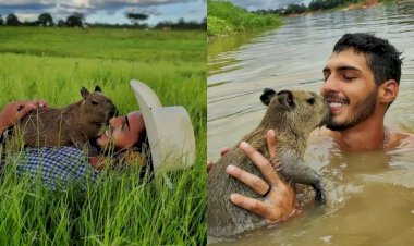 'Animal silvestre não é pet', alerta Ibama após multar influencer que mostrava rotina com capivara no AM