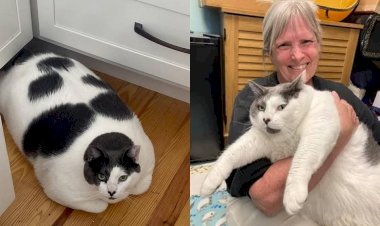 Após longa espera, gato gigante de 18 quilos é adotado nos EUA