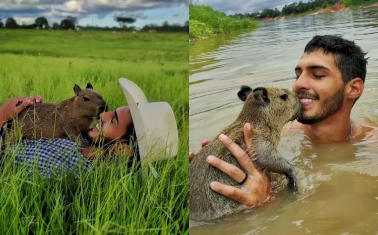 'Animal silvestre não é pet', alerta Ibama após multar influencer que mostrava rotina com capivara no AM