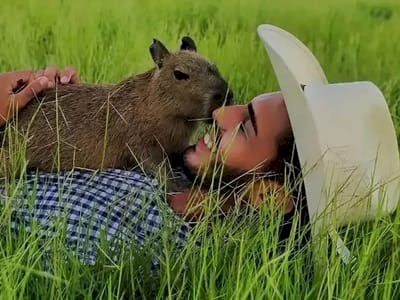 Influenciador ficará com capivara Filó após multa do Ibama