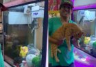 Homem “fisga” gato de verdade em máquina de pegar pelúcia no Mato Grosso do Sul