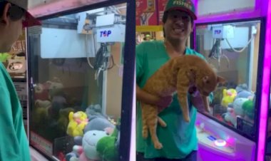 Homem “fisga” gato de verdade em máquina de pegar pelúcia no Mato Grosso do Sul