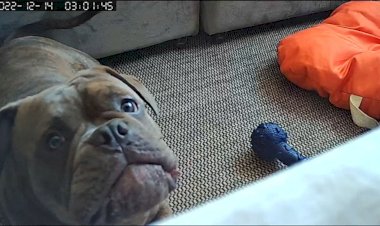 'BBB dos pets': donos de cães e gatos usam câmera para monitorar animais enquanto não estão em casa