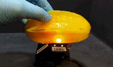 Frutas, temperos e até larvas: método desenvolvido na Unicamp usa raio infravermelho para fazer 'raio-X' de alimentos