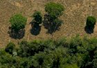 Desmatamento na Amazônia caiu 31% entre janeiro e maio, segundo Inpe