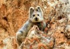 Pika, de 20 cm, é ameaçado de extinção