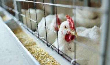 Ministério da Agricultura confirma 1º foco de gripe aviária no estado de São Paulo