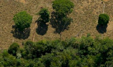 Desmatamento na Amazônia caiu 31% entre janeiro e maio, segundo Inpe