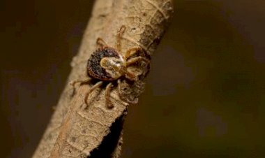 Febre maculosa: quais os riscos da doença que causou a morte de dentista após viagens para SP e MG