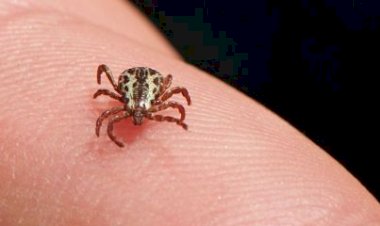 Febre Maculosa: Infectologista pede atenção das pessoas com o carrapato-estrela