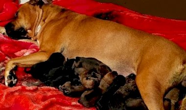 Cadela dá à luz 22 filhotes em parto que durou mais de um dia na Austrália