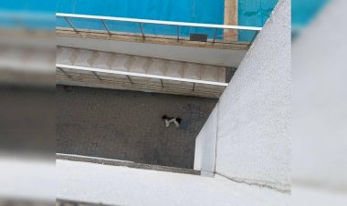 Águas Claras: cachorro da raça shih tzu morre após cair do 6º andar de prédio