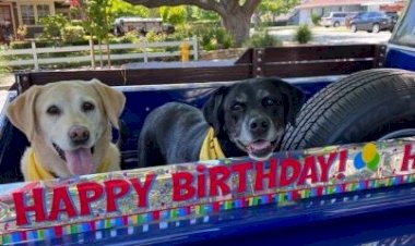 Idoso comemora aniversário de 100 anos com mais de 200 cães como convidados