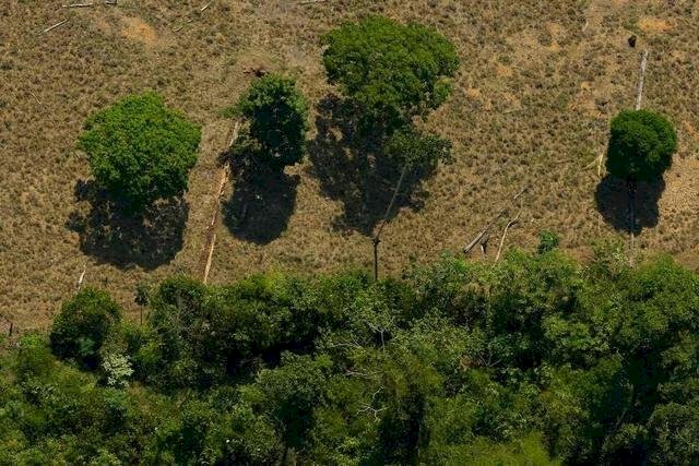 Desmatamento na Amazônia caiu 31% entre janeiro e maio, segundo Inpe