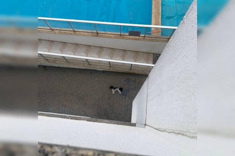 Águas Claras: cachorro da raça shih tzu morre após cair do 6º andar de prédio