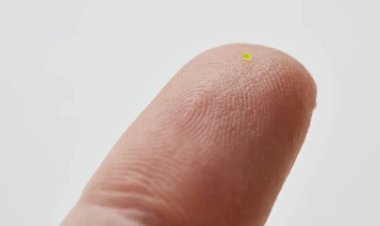 Bolsa menor que um grão de sal é vendida por mais de R$ 300 mil