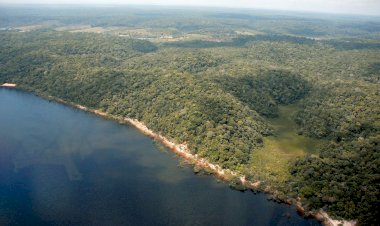 Desmatamento no Amazonas tem queda de 55% no primeiro semestre de 2023