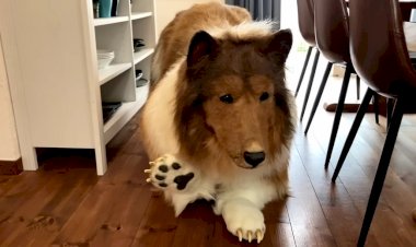 Toco: saiba quem é o japonês que gastou R$ 72 mil para se 'tornar' um cachorro