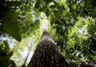 Novo programa ensina complexidade da Amazônia aos alunos, diz co-idealizador
