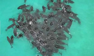 Baleias-piloto se uniram em formato de coração antes de encalharem na Austrália