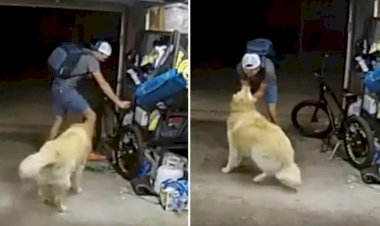 Ladrão interrompe furto de bicicleta para fazer carinho em cão de residência: 'Você é tão legal'
