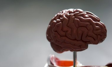 Dia Mundial da Superdotação: Brasil ultrapassa 2,6 mil pessoas superinteligentes, diz pesquisa