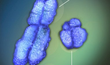 Pela 1ª vez, cientistas sequenciam completamente o cromossomo Y humano