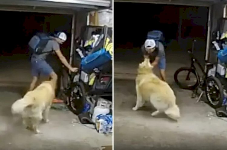 Ladrão interrompe furto de bicicleta para fazer carinho em cão de residência: 'Você é tão legal'