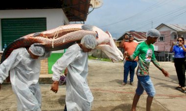 Manejo do pirarucu do Vale do Javari é destaque do Festival de Pesca de Atalaia do Norte