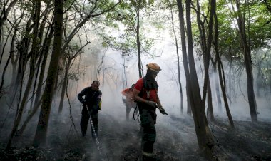 Incêndio de grande proporção atinge área de floresta no Amazonas