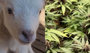 Ovelhas invadem estufa e comem plantação de cannabis na Grécia: 'pulavam mais que as cabras', diz dono de estufa