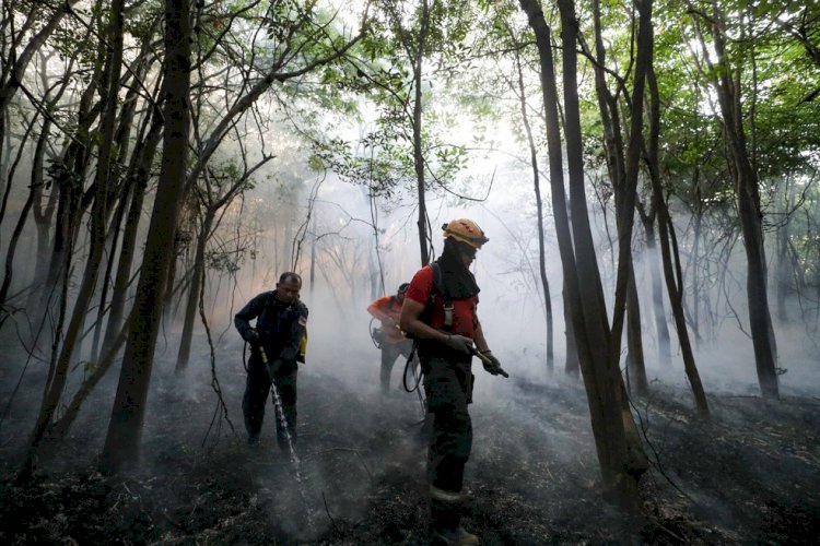 Incêndio de grande proporção atinge área de floresta no Amazonas