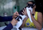 Vacinadores da campanha antirrábica da prefeitura visitam 11 bairros de Manaus, de 30/10 a 4/11