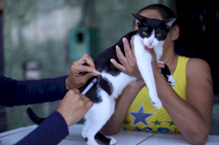 Vacinadores da campanha antirrábica da prefeitura visitam 11 bairros de Manaus, de 30/10 a 4/11