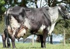 Mãe de 227 filhos e 3ª maior produtora de leite do mundo: morre vaca 'xodó' da pecuária brasileira