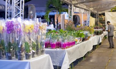 Feira de Flores de Holambra volta a Manaus com uma explosão de cores e 200 tipos de flores