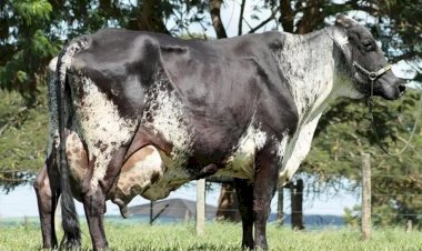 Mãe de 227 filhos e 3ª maior produtora de leite do mundo: morre vaca 'xodó' da pecuária brasileira