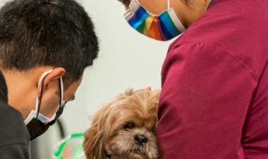 Medicamento para prolongar a vida de cachorros está cada vez mais próximo da realidade