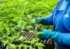 Câmara aprova o projeto que regulamenta o mercado de carbono; entenda as regras