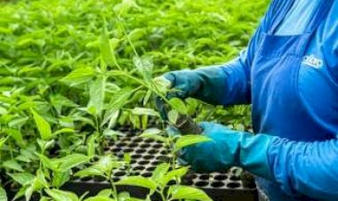 Câmara aprova o projeto que regulamenta o mercado de carbono; entenda as regras