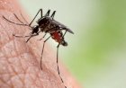 Prefeitura de Manaus atualiza cenário epidemiológico de arboviroses com nova edição de boletim