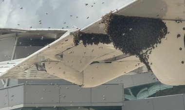Avião é cercado por 'nuvem de abelhas' e passageiros esperam mais de 1 hora para desembarcar em Natal