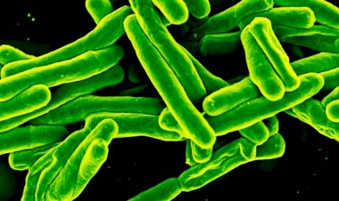 ‘Como se tivesse sido mordida por um tubarão’, diz bióloga atacada por bactéria devoradora de carne humana